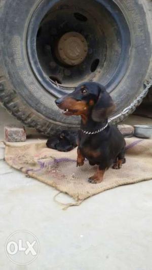 Breed is dachshund.This price is for one puppy.