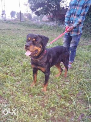 Breed rotwaelr 2 year old female