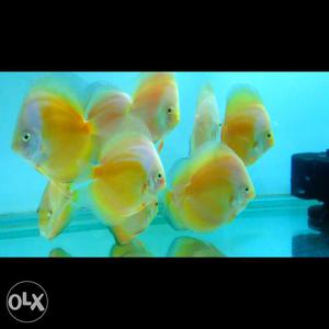 Breeding Size Discus fish for sell