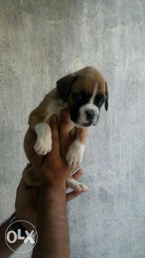 Brown And White Coated boxer puppies for sale