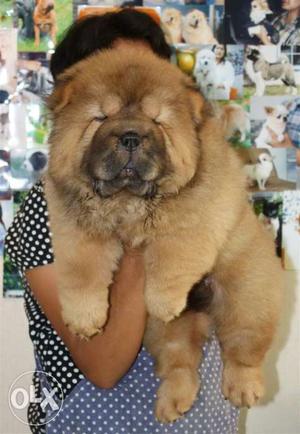 Brown Chow Chow Puppy