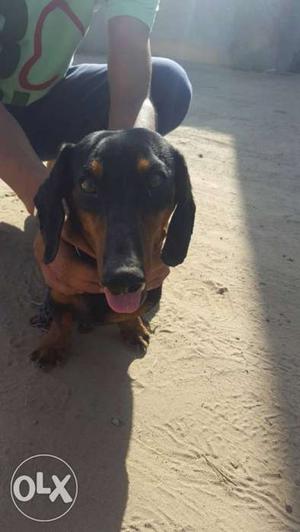 Brown-black Dachshund