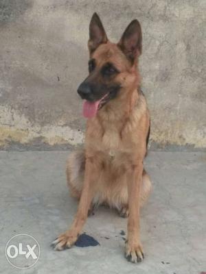 Brown gsd friendly Dog In Vijayawada
