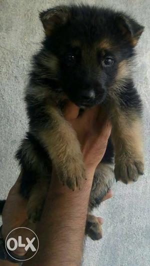 Champion line and kci registered gsd puppies
