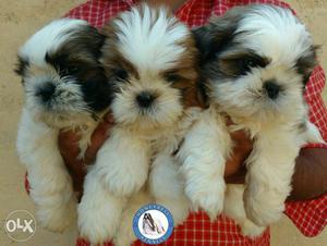 Champion x champion combination shih tzu pups