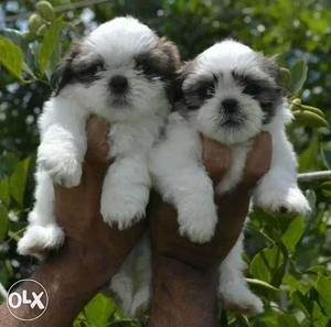 Charming puppies Lhasa apso available male 
