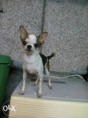 Chihuahua male dog is available in beast India