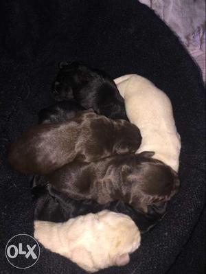 Chocolate And Black Labrador Retriever Puppies