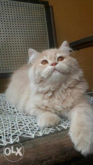 Cream Long-coated persian kitten