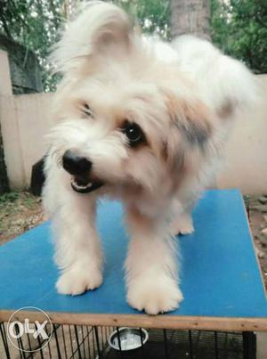 Cute lhasa apso puppy one year