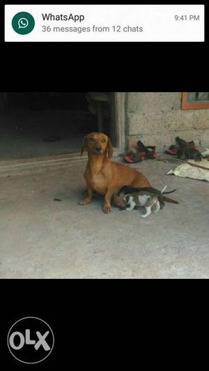 Dachshund Dog And Two Puppies