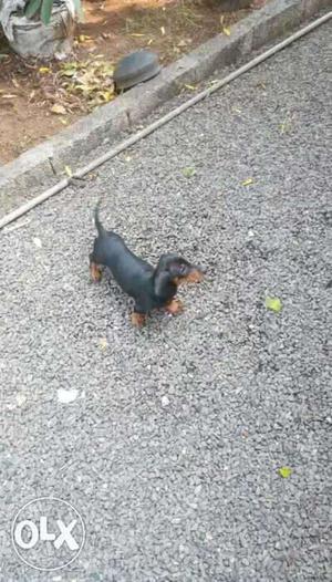 Dachshund one puppy only 2 months for sale in