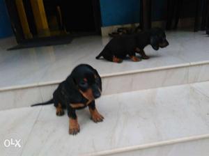 Dash hount puppy's 38days, for sale, female
