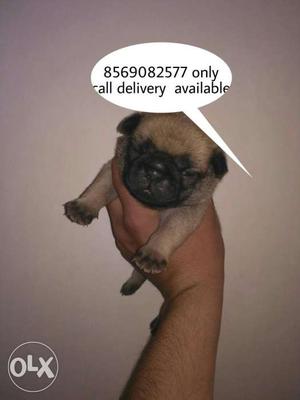 Delivery available top quality pup