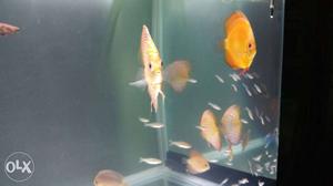 Discus fish 5 inch 2 nos 4.5 inch 5 nos 3 to 2.5
