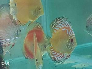 Discus fish4 inch and 5 inch red turquise set