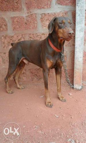 Doberman available for mating