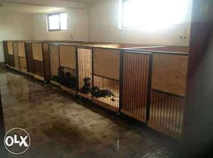 Dog Hostel And Grooming Facility