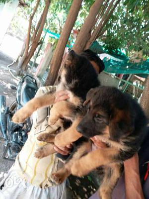 Double coated Top quality German Shepard puppies