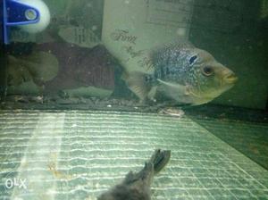 Each flowerhorn cost 400 rs no bargaining only
