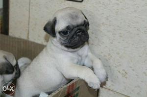 Fawn Pug Puppy available quality puppy for sell