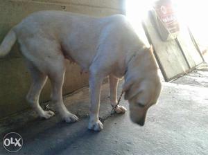 Female Lab puppy 1 year old female for
