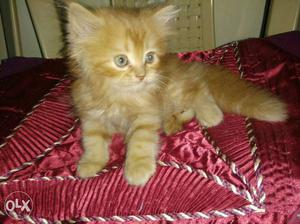 Female Persian cat 3months old very friendly