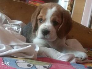 Female beagle pup for sale