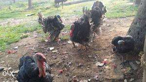 Female turkeys for sale one for 700