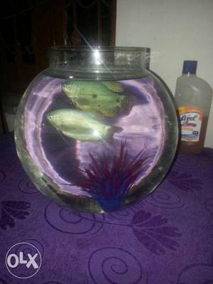 Fish Bowl With Two Gray Pet Fish