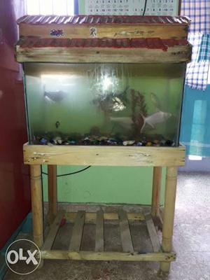 Fish Tank with black & White Shark