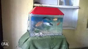 Fish tank and fishes at very reasonable price...