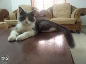 Five months old doll face Persian cat for sale