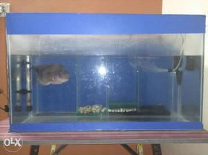 Floran fish and fish tank please urgently sale