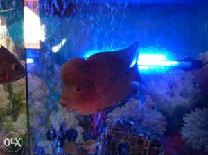 Flower Horn Fish