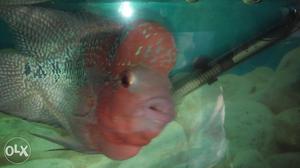Flowerhorn Fish Is 1 Year Old And She Is