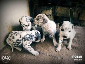 Four Black And White Dalmatian Puppies