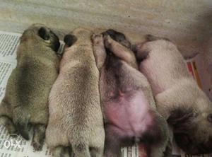 Four Gray Pug Puppies