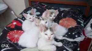 Four White Short Fur Cats