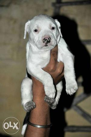 Full Healthy Outstanding Pitbull Male Pup For