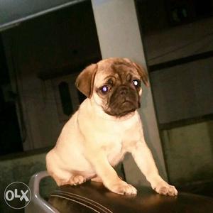 Fully vaccinated 2 months Female Pug champion breed for sale