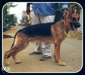 GSD male Mating available