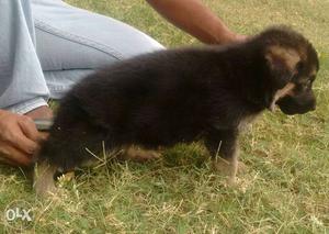 GSD show quality Puppy available with a KCI registerd papers
