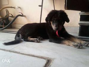 Gaddi male dog 4month old 1ft height, friendly