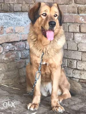 Gadhi female 7 month old full family dog for sale