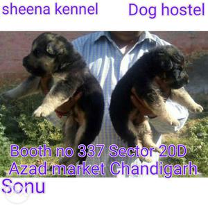 German Shepard pups available 32 days from sheena