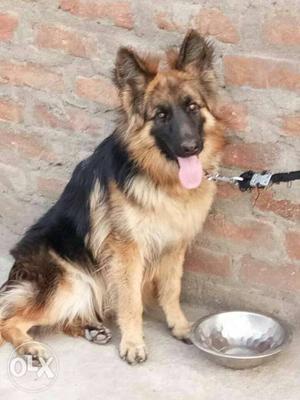 German Shepherd Dog 10 month femail