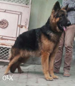 German Shepherd available for mating(Not for sale)
