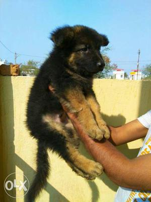 German Shepherd female  available top quality