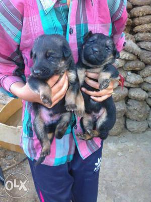 German Shepherd puppy gud quality for sell